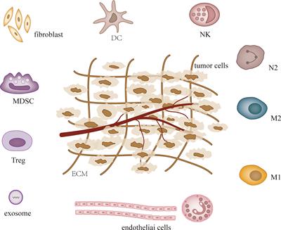 Research progress on anti-ovarian cancer mechanism of miRNA regulating tumor microenvironment